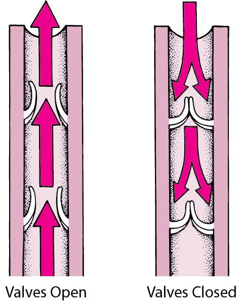 Venous Insufficiency – Dr. Adam Stewart